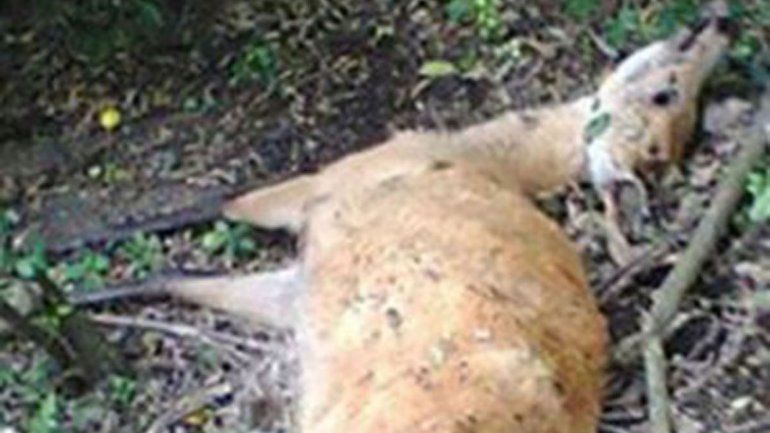 Una jauría mató a 22 ciervos en el zoológico cordobés