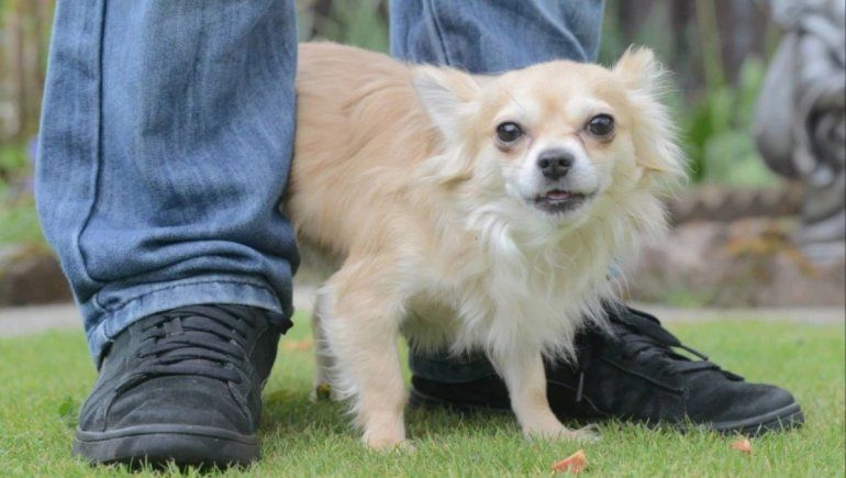 Las razas de perros que viven más años Las razas de perros que viven más años