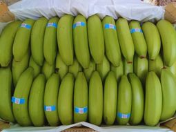 Las nuevas variedades de banana desarrolladas en Formosa combinan alta productividad, resistencia a enfermedades y mejor presentación para competir con la fruta importada. Las nuevas variedades de banana desarrolladas en Formosa combinan alta productividad, resistencia a enfermedades y mejor presentación para competir con la fruta importada.