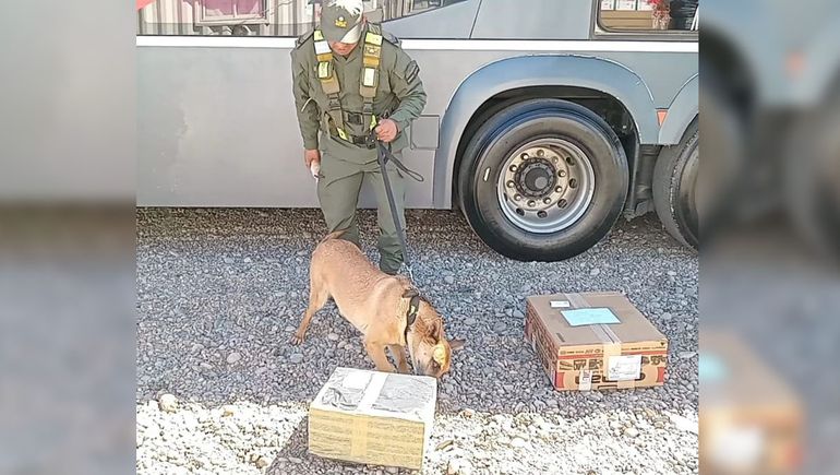 El perro antinarcóticos detectó marihuana en una encomienda.