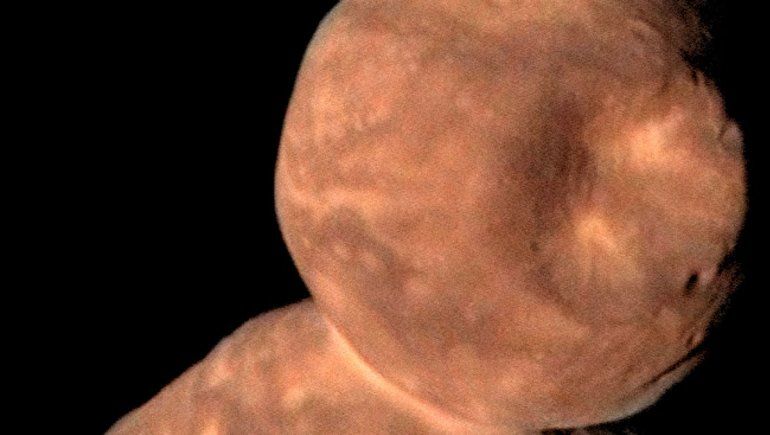 Hallaron el fósil de un animal nunca antes visto