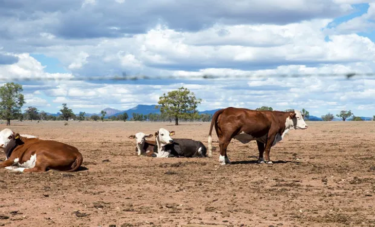 Mucha fue la hacienda que tuvo que salir de los campos a faena por falta de alimento. Mucha fue la hacienda que tuvo que salir de los campos a faena por falta de alimento.