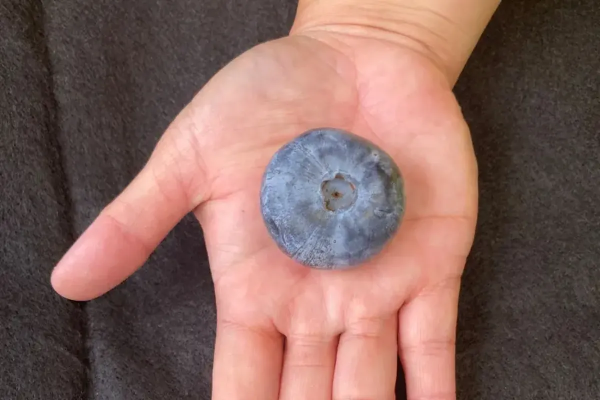 Este tipo de arándano, desarrollado y cultivado inicialmente en Australia está siendo plantado en Nueva Zelanda.
