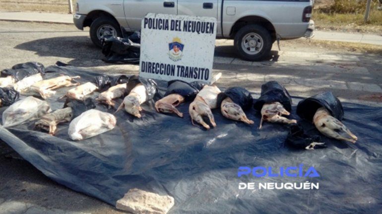Transportaba 18 corderos faenados y sin cadena de frío en la caja de su camioneta