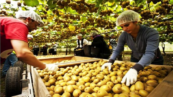 Nueva Zelanda es el principal exportador de kiwi a nivel internacional Nueva Zelanda es el principal exportador de kiwi a nivel internacional