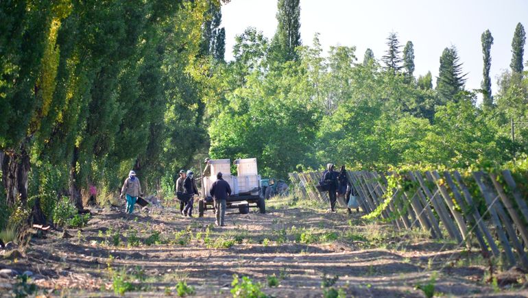Tardía y con marchas  y parates, la cosecha 2024 llega a su fin