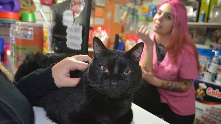 El tamaño encarece los gastos de cuidado y mantenimiento de perros y gatos. Además