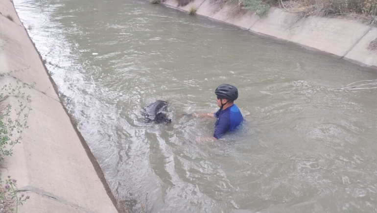 Un policía salvó a un perro que era arrastrado por el agua.
