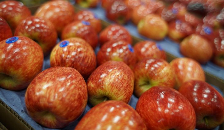 Los precios internacionales de la manzana argentina registraron su mayor suba de los últimos cinco años, aunque el mercado interno sigue ofreciendo valores mucho más atractivos para las empresas frutícolas. Los precios internacionales de la manzana argentina registraron su mayor suba de los últimos cinco años, aunque el mercado interno sigue ofreciendo valores mucho más atractivos para las empresas frutícolas.