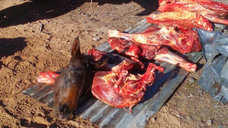 Llevaban escondido un caballo descuartizado en una camioneta