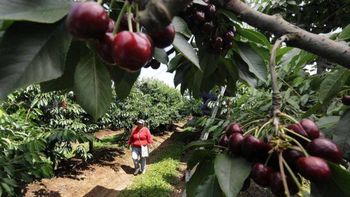 Chile proyecta exportaciones superiores a las 650.000 toneladas para la presente campaña. Chile proyecta exportaciones superiores a las 650.000 toneladas para la presente campaña.