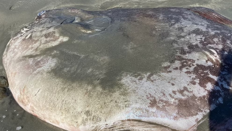 El sorprendente hallazgo dejó a los expertos atónitos.