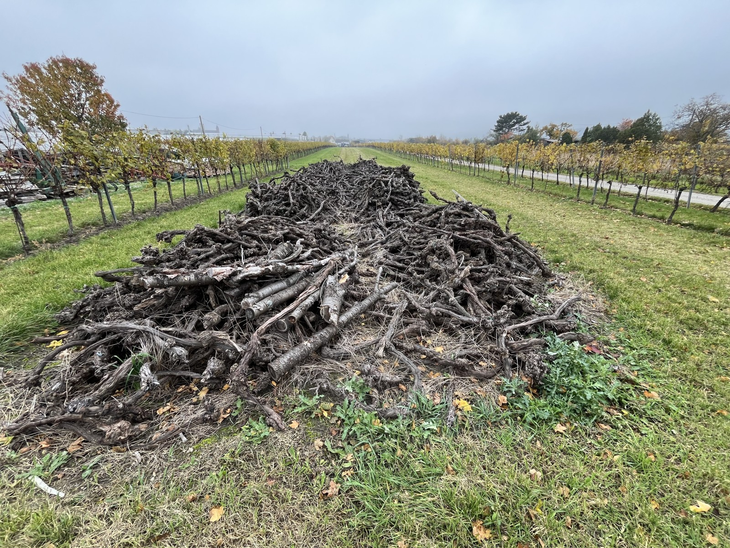 Tendencia global de erradicación: Países como Francia y España lideran planes millonarios para arrancar viñedos ante el sobrestock mundial.