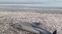 Los delfines aparecieron en distintas costas de la Patagonia Argentina Los delfines aparecieron en distintas costas de la Patagonia Argentina
