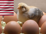 Cada habitante de Estados Unidos consume más de 284 huevos al año. Foto: Pexels.