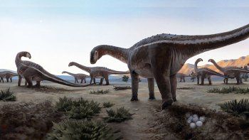Hallan los primeros nidos de titanosaurio en Brasil