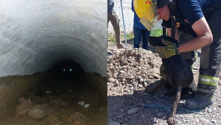 La perrita llevaba varios días perdida. (Foto: Centenario Digital) La perrita llevaba varios días perdida. (Foto: Centenario Digital)