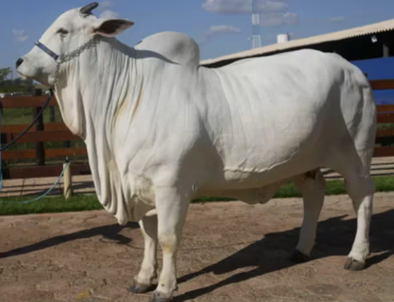La magnífica Nelore brasileñaingresó Guinness World Records por ser la más cara del mundo. Foto: @infocoms.com.br