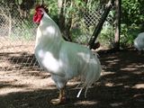 Argentina duplicó las exportaciones de aves vivas y huevos fértiles en 2025