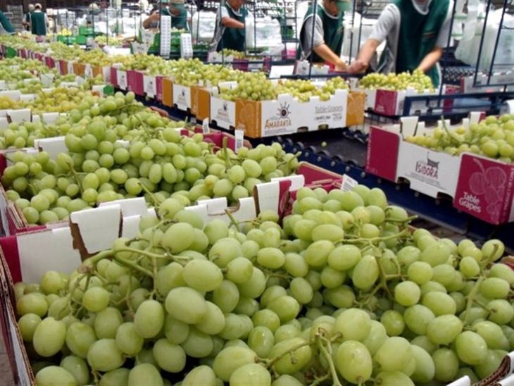 Cambios en las reglas de juego afectarías las exportaciones de uvas de Chile al mercado de EE. UU. Cambios en las reglas de juego afectarías las exportaciones de uvas de Chile al mercado de EE. UU.