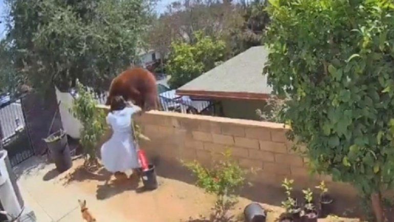 Viral: mujer se enfrenta con una osa por sus perros