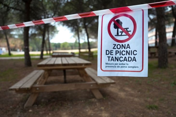 Cataluña refuerza el control sanitario tras confirmarse la presencia del virus en el Baix Llobregat, con 162 jabalíes infectados desde noviembre.