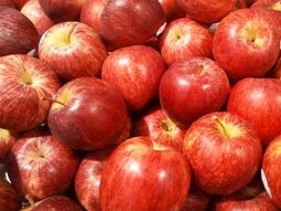 chile avanza en cerrar nuevos acuerdos con la india chile avanza en cerrar nuevos acuerdos con la india