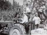 Cosecha en la Colonia Inglesa, fotografía histórica. M. Alejandra Assar.
