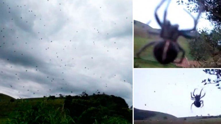 Una lluvia de arañas sorprendió a todos en Brasil