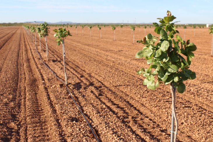 El desarrollo industrial y la transformación en productos de mayor valor añadido marcan el nuevo rumbo del sector del pistacho. El desarrollo industrial y la transformación en productos de mayor valor añadido marcan el nuevo rumbo del sector del pistacho.