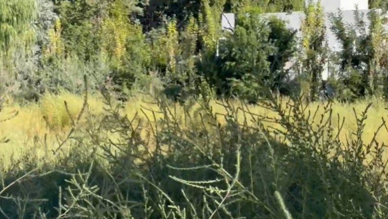 Barrio Confluencia Rural: crece un bosque de malezas y alimañas