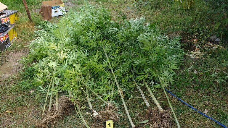 Desbaratan kiosco narco y encuentran 35 plantas de marihuana