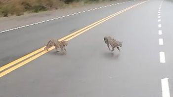 Chubut: gatos montés en celo en el Parque Nacional Los Alerces. Chubut: gatos montés en celo en el Parque Nacional Los Alerces.