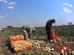 Se avanza en la implementación de tecnologías agrícolas que aumentan la eficiencia. Se avanza en la implementación de tecnologías agrícolas que aumentan la eficiencia.