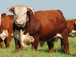La ganadería argentina tiene un potencial enorme, pero... La ganadería argentina tiene un potencial enorme, pero...