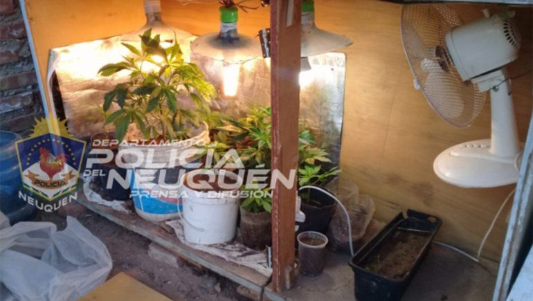 Le allanaron por un robo y tenía 18 plantas de marihuana