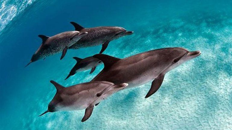 Los delfines se turnaban para hablar mientras el otro escuchaba.