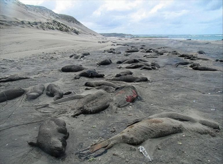 En 2023 aparecieron miles de elefantes marinos muertos en las costas de Península Valdés, en Chubut. En 2023 aparecieron miles de elefantes marinos muertos en las costas de Península Valdés, en Chubut.