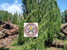 dramatico rescate: un hombre fue aplastado por un arbol dramatico rescate: un hombre fue aplastado por un arbol