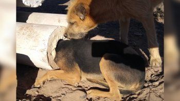 rescataron a un perro que tenia la cabeza atorada en una columna