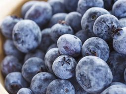 argentina apunta a record en produccion de arandanos este ano argentina apunta a record en produccion de arandanos este ano