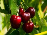 Las producción de cerezas en el norte de la Patagonia caería al menos un 15% en la presente temporada. Las producción de cerezas en el norte de la Patagonia caería al menos un 15% en la presente temporada.