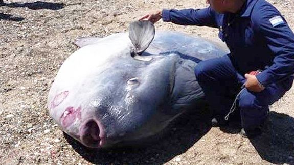 La UNCo estudia el extraño pez luna que encalló en San Antonio