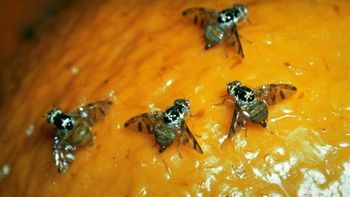 La ausencia de nuevas capturas durante dos ciclos teóricos permitió levantar la alerta sanitaria. | LM Neuquen La ausencia de nuevas capturas durante dos ciclos teóricos permitió levantar la alerta sanitaria.