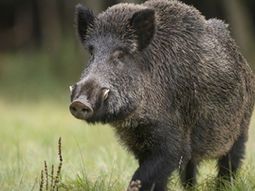 Está circulando un video con una técnica para controlarlos. Está circulando un video con una técnica para controlarlos.