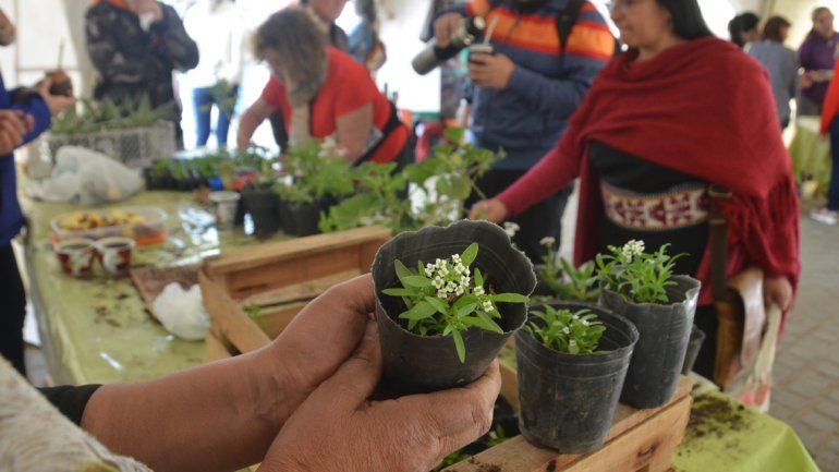 Huerteros del Proda comercializando plantines de verduras orgánicas. Huerteros del Proda comercializando plantines de verduras orgánicas.