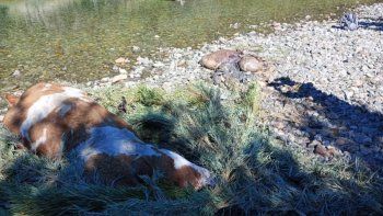 Por qué mataron animales en un área protegida de Neuquén