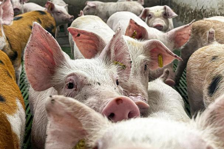 La granjas de toda Espa&ntilde;a han reforzado las inspecciones y el control de bioseguridad en las explotaciones porcinas tras los casos de peste porcina africana detectados en CatalunyaJaver Belver / EFE