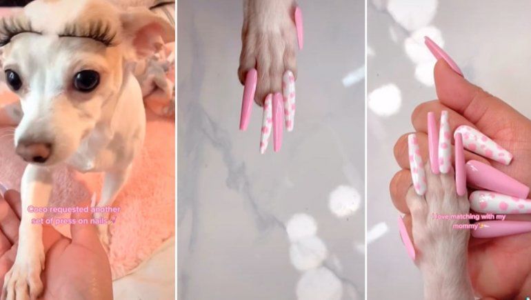 TikTok: le puso uñas postizas a su perrita y fue duramente criticada