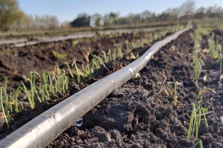 La fertirrigación disuelve los nutrientes en el agua y reduce notablemente la inversión. La fertirrigación disuelve los nutrientes en el agua y reduce notablemente la inversión.